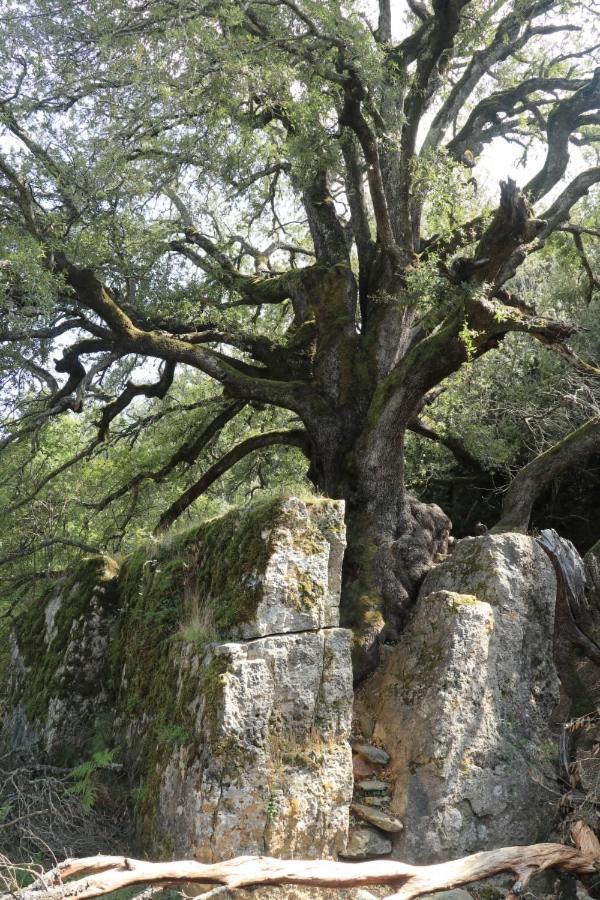 B&B Baroi Orgosolo Εξωτερικό φωτογραφία